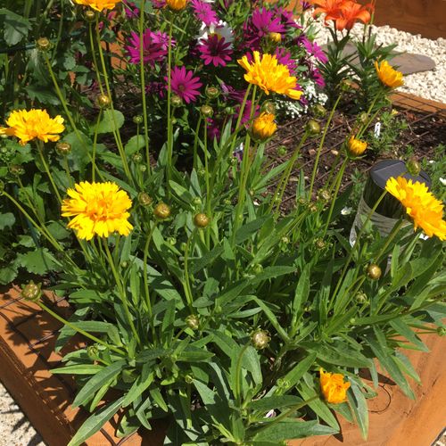 Coreopsis golden shop joy