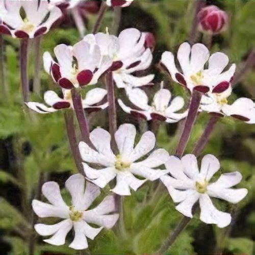 Zaluzianskya capensis - Shoot