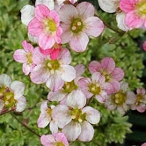 Saxifraga 'Silver Cushion' - Shoot