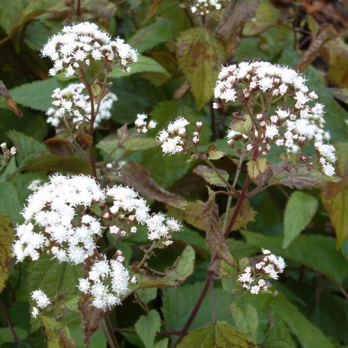 Ageratina altissima 'Chocolate' - Shoot