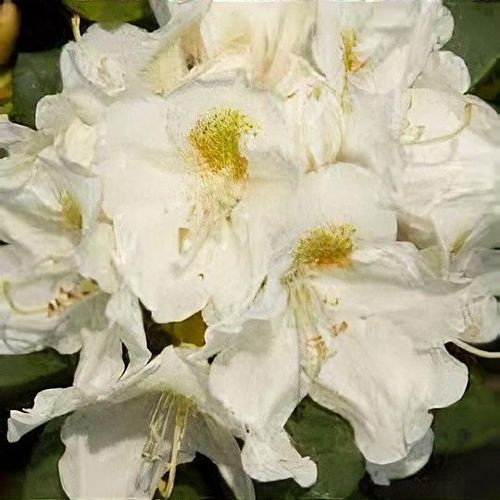 Rhododendron 'Hachmann's Porzellan' - Shoot