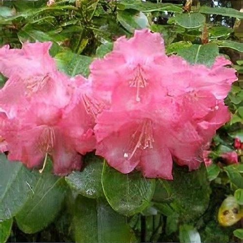 Rhododendron 'Linda' - Shoot