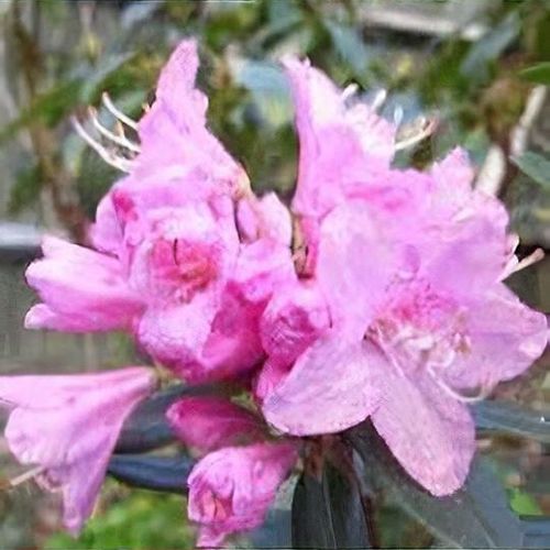 Rhododendron 'Pintail' - Shoot