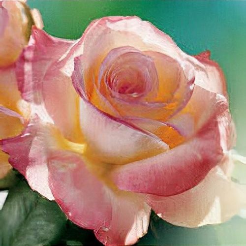 Rosa 'Diana, Princess of Wales' - Shoot