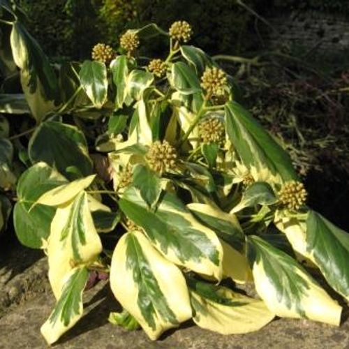 Hedera colchica 'Dentata Variegata' - Shoot