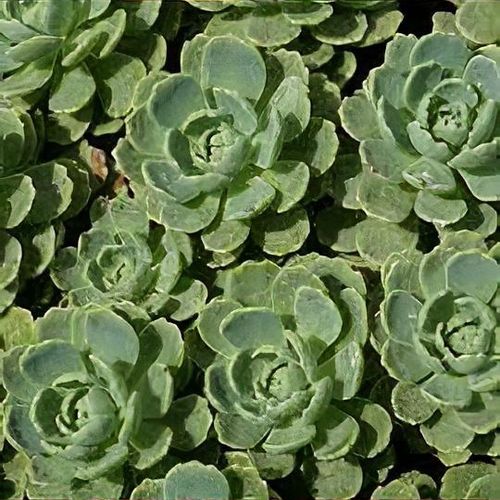 Rhodiola pachyclados 'Opal' - Shoot
