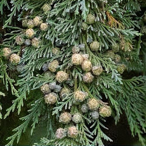 Chamaecyparis lawsoniana 'Silver Threads' (Lawson Cypress)