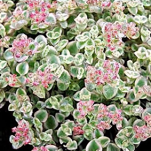 plant ceramic pot LE TAUCI Ceramic Plant Pots with Drainage Holes & Saucers, 4.5 inch Pl   LETAUCI