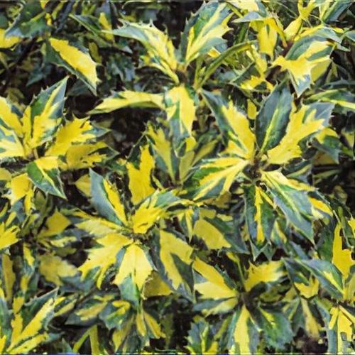Ilex aquifolium 'Myrtifolia Aurea Maculata' - Shoot
