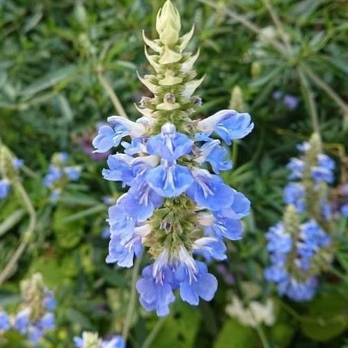 Salvia uliginosa sale
