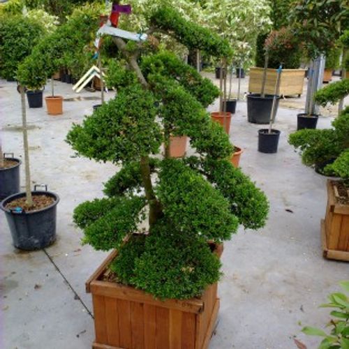 Ilex crenata 'Convexa' - Shoot