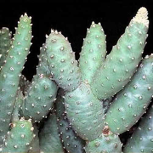 Tephrocactus articulatus - Shoot