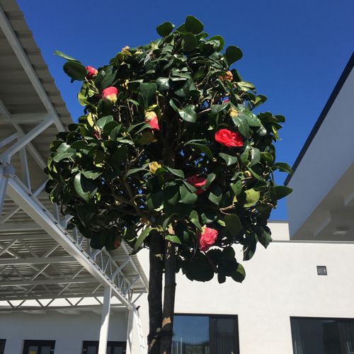 Camellia japonica 'Doctor Burnside' - Shoot