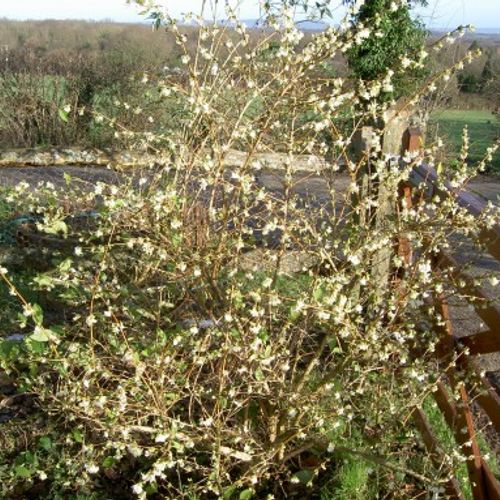 Lonicera x purpusii 'Winter Beauty' - Shoot