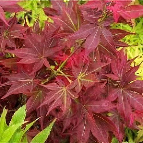 Acer palmatum 'Beni-hoshi' - Shoot