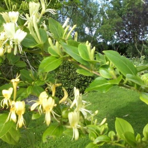welcher liguster ist der beste Gewöhnlicher Liguster - Ligustrum vulgare main image 1