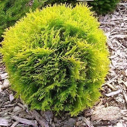 Thuja occidentalis 'Amber Glow' - Shoot