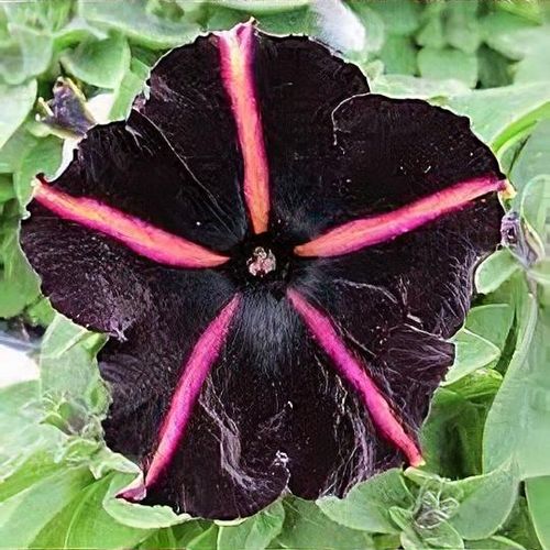 Petunia 'Pinstripe' - Shoot