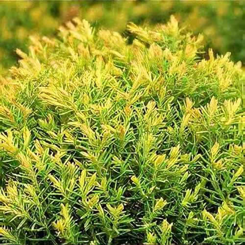 Thuja occidentalis 'Anniek' - Shoot