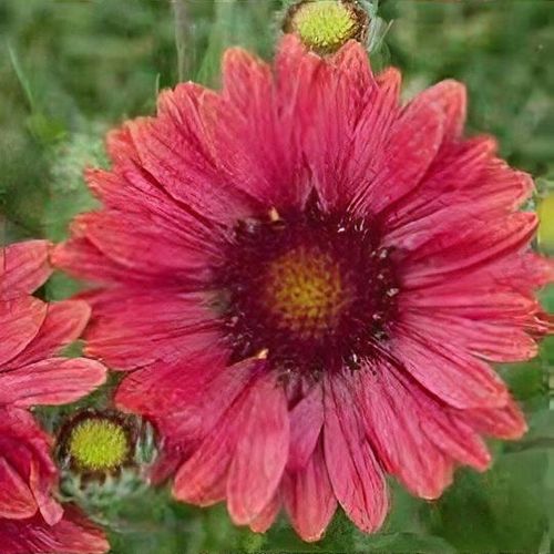 Gaillardia x grandiflora arizona red shades deals