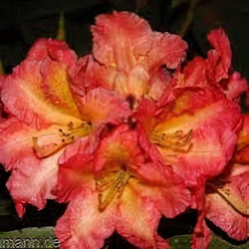 Rhododendron 'Sun Fire' - Shoot