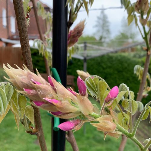 Wisteria brachybotrys 'Showa-beni' - Shoot