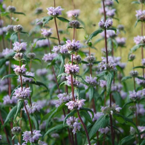 cheveux d'ange plante Stipa Tenuissima