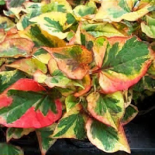 saatgut kugeln 10x5 Blumenmurmeln im Tütchen 
