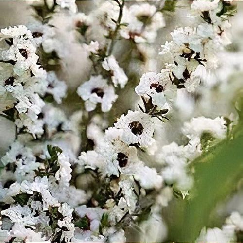 Leptospermum scoparium 'Snow White' - Shoot