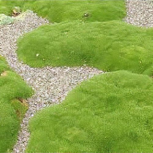 Scleranthus uniflorus - New Zealand Moss (3.5 Pot)