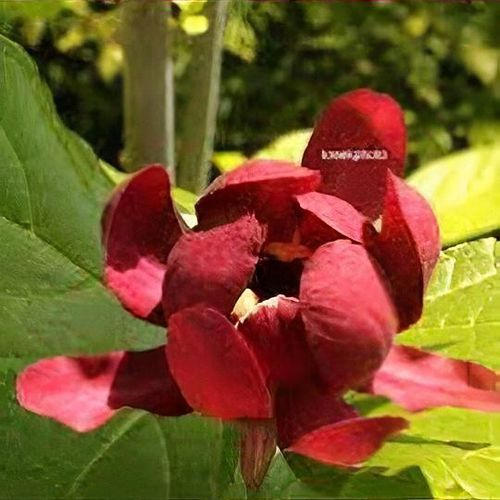 caribsea eco complete black planted aquarium substrate CaribSea Eco-Complete Planted Aquarium Gravel – Fish4Ever Aquatics main image 0