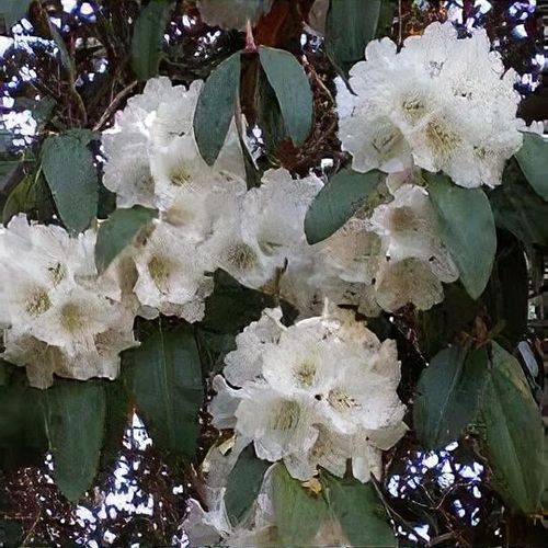 olivenbaum olea europaea kaufen Olivenbaum Olea europaea Bonsai kaufen | 250 cm