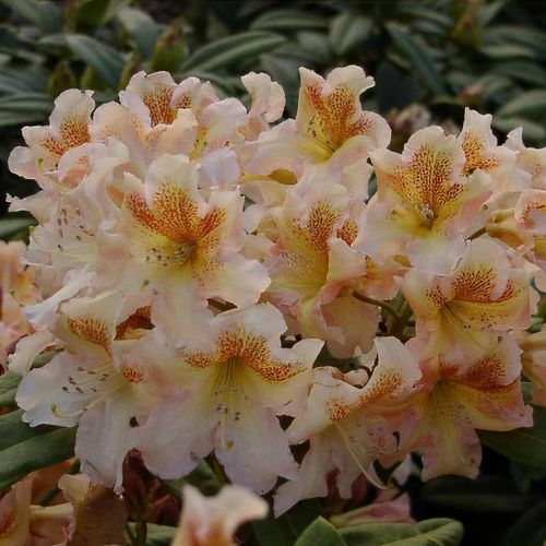 Rhododendron 'Bernstein' - Shoot