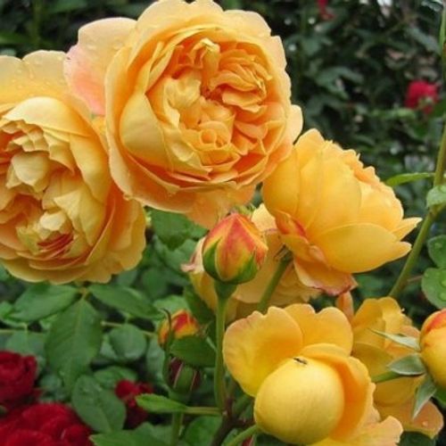 Rosa 'Golden Celebration' - Shoot