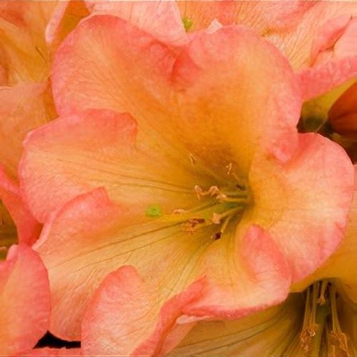 Rhododendron 'September Song' - Shoot