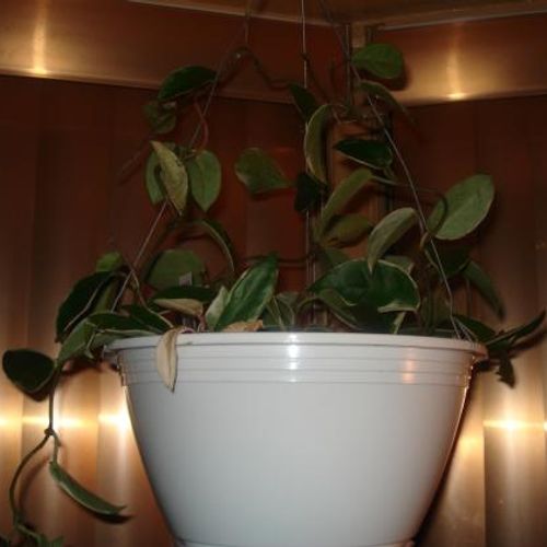 egyptian plants Molokhia Egyptian Spinach  UJAMAA SEEDS