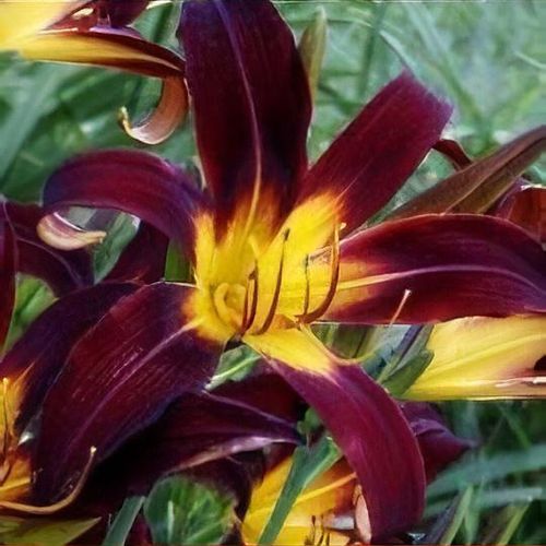 Hemerocallis 'Black Plush' - Shoot