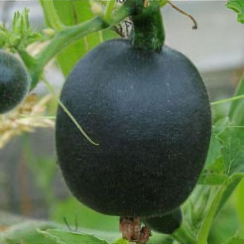 Cucurbita pepo 'Little Gem Rolet' - Shoot