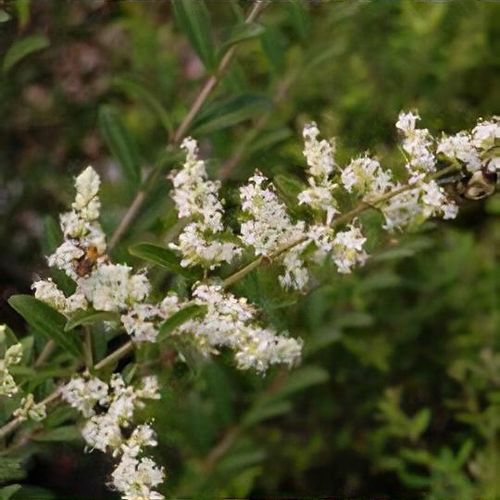 Ligustrum quihoui - Shoot