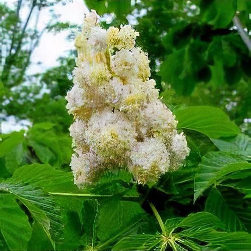 Aesculus hippocastanum 'Baumannii' - Shoot