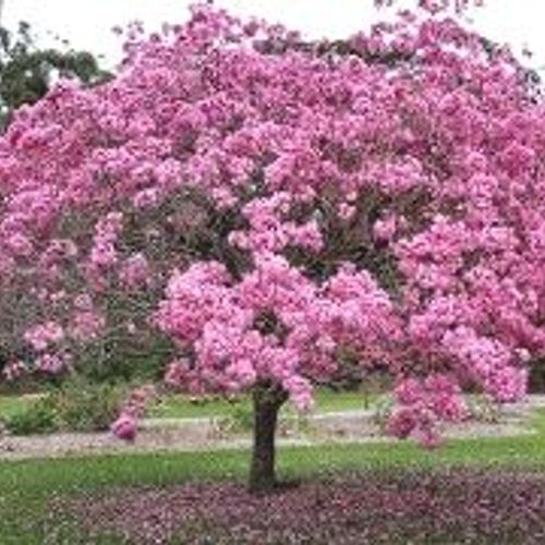 tabebuia impetiginosa