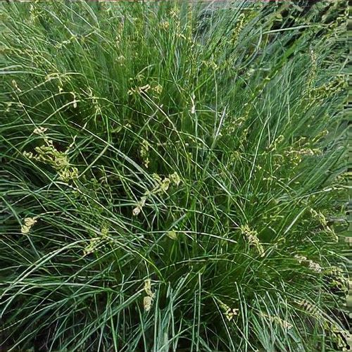ceai de plante Ceai din plante cu efect relaxant si detoxifiant