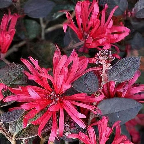 Loropetalum chinense 'Chang Nian Hong' - Shoot