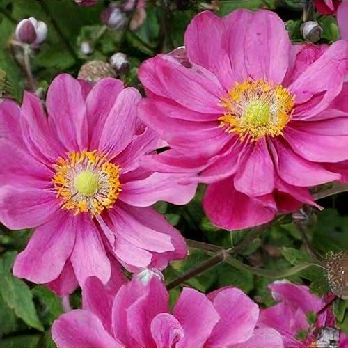Anemone x hybrida 'Margarete' - Shoot