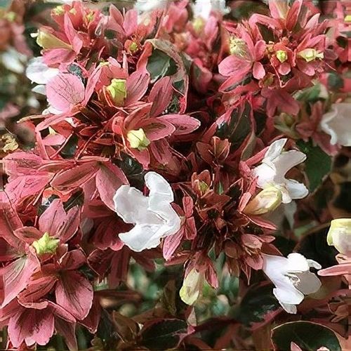 Abelia x grandiflora 'Magic Daydream' - Shoot