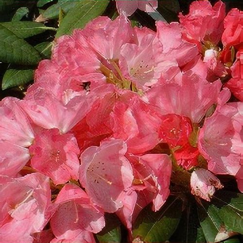 Rhododendron 'Sweet Sue' - Shoot