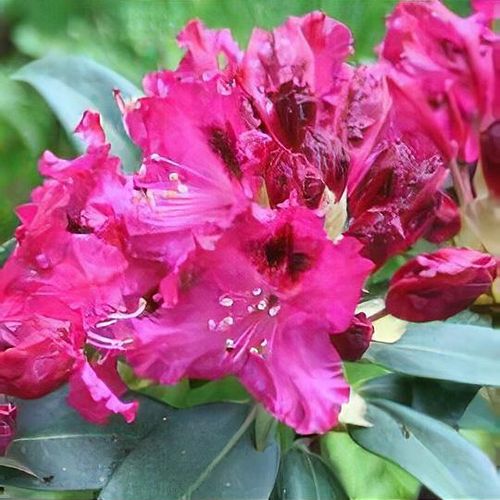 Rhododendron 'Marie Fortie' - Shoot