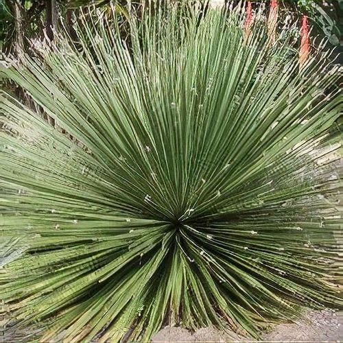 Dasylirion wheeleri - Shoot