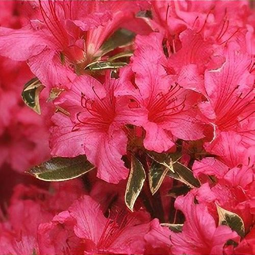 rhododendron in der vase Rhododendron Vase 5