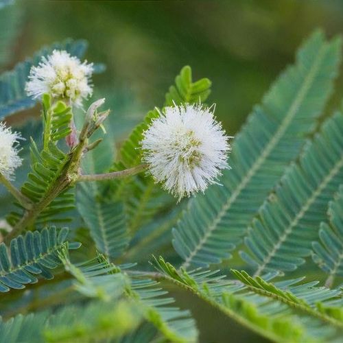 Previous Next 1 of 2